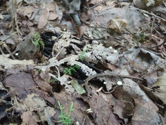 Strobilurus conigenoides