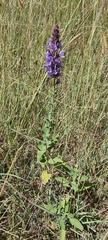 Salvia deserta