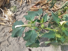 Datura stramonium