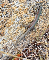 Podarcis siculus tyrrhenicus