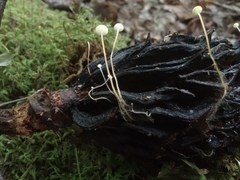 Strobilurus conigenoides