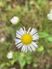Erigeron strigosus