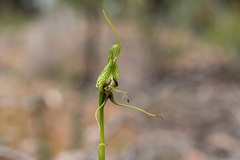 Pterostylis barbata