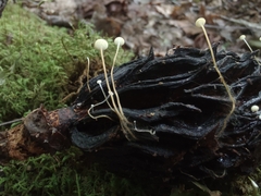 Strobilurus conigenoides