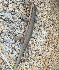 Podarcis siculus tyrrhenicus