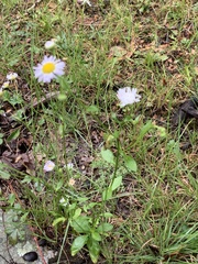Erigeron strigosus