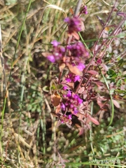 Thymus serpyllum