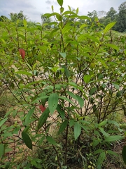 Melastoma malabathricum