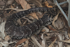 Cyclodomorphus gerrardii