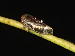 Eurymeloides punctata