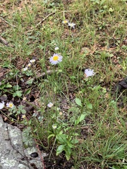 Erigeron strigosus