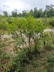 Melastoma malabathricum