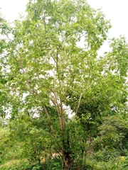 Terminalia leiocarpa