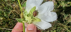 Dolycoris