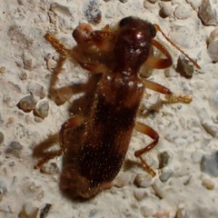 Cleridae