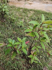 Melastoma malabathricum