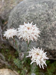 Pimelea imbricata piligera