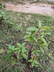 Melastoma malabathricum