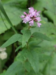 Origanum vulgare
