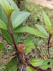 Melastoma malabathricum