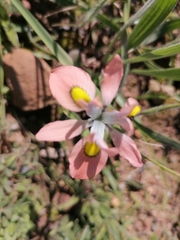 Moraea papilionacea