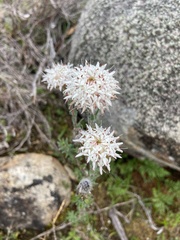 Pimelea imbricata piligera