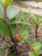 Melastoma malabathricum