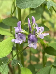 Medicago