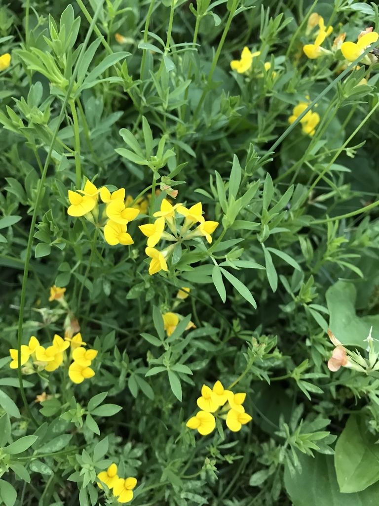 narrow-leaf bird's-foot trefoil