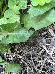 Salticidae