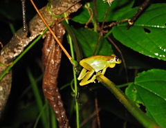 Scinax elaeochroa