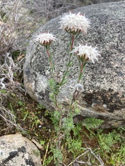 Pimelea imbricata piligera