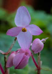 Begonia crenata