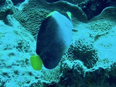 Chaetodontoplus mesoleucus