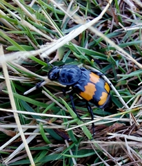 Nicrophorus defodiens