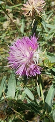 Centaurea iberica