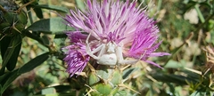 Centaurea iberica