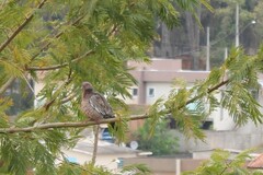 Patagioenas picazuro