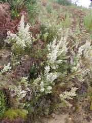 Erica scabriuscula