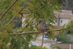 Patagioenas picazuro