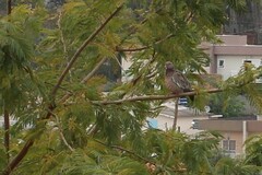 Patagioenas picazuro