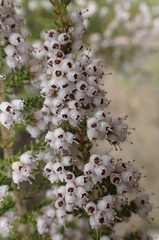 Erica scabriuscula