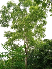 Terminalia leiocarpa