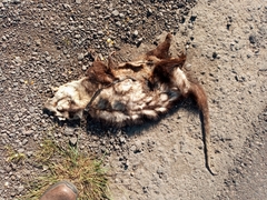 Didelphis albiventris
