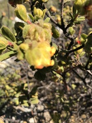 Hermannia salviifolia