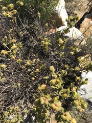 Hermannia salviifolia