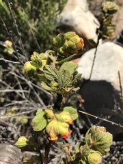 Hermannia salviifolia