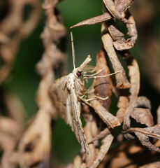 Trigonistis asthenopa