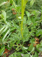 Artemisia arctica