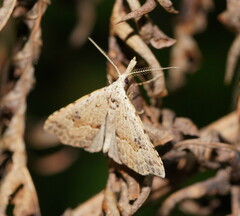 Trigonistis asthenopa
